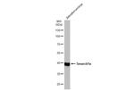 SMARCB1 Antibody in Western Blot (WB)