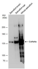 COL1A1 Antibody in Western Blot (WB)