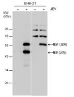 Japanese Encephalitis Virus NS1 (strain Jaoars982) Antibody in Western Blot (WB)