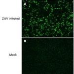 Zika Virus NS1 (strain H/PF/2013) Antibody in Immunocytochemistry (ICC/IF)