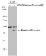 Zika Virus NS1 (strain H/PF/2013) Antibody in Western Blot (WB)