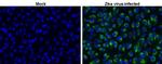Zika Virus NS2B (strain H/PF/2013) Antibody in Immunocytochemistry (ICC/IF)