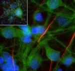 SPTAN1 Antibody in Immunocytochemistry (ICC/IF)