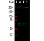 SPTAN1 Antibody in Western Blot (WB)