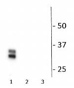 Phospho- Connexin 36 (Ser276) Antibody in Western Blot (WB)