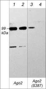 Phospho-AGO2 (Ser387) Antibody in Western Blot (WB)