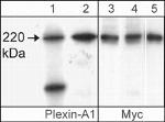 Plexin-A1 Antibody in Western Blot (WB)