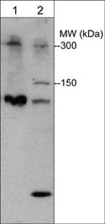 PLXNB1 Antibody in Western Blot (WB)