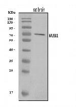 MUS81 Antibody in Western Blot (WB)