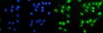 HAP1 Antibody in Immunocytochemistry (ICC/IF)