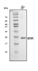 PACAP-38 Antibody in Western Blot (WB)