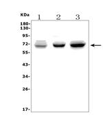 CALM Antibody in Western Blot (WB)