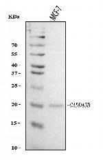 GADD45B Antibody in Western Blot (WB)