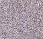 hnRNP U Antibody in Immunohistochemistry (Paraffin) (IHC (P))