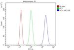 DIO1 Antibody in Flow Cytometry (Flow)