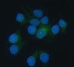 Heme oxygenase 2 Antibody in Immunocytochemistry (ICC/IF)