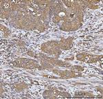 Heme oxygenase 2 Antibody in Immunohistochemistry (Paraffin) (IHC (P))