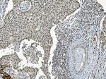 TAF4 Antibody in Immunohistochemistry (Paraffin) (IHC (P))