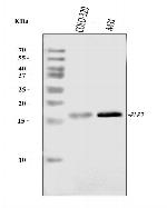PLP2 Antibody in Western Blot (WB)