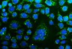 CHCHD10 Antibody in Immunocytochemistry (ICC/IF)