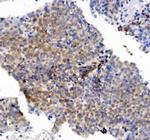 CHCHD10 Antibody in Immunohistochemistry (Paraffin) (IHC (P))