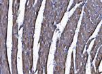 CHCHD10 Antibody in Immunohistochemistry (Paraffin) (IHC (P))