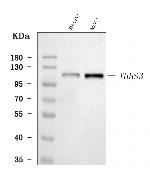 Thrombospondin 3 Antibody in Western Blot (WB)