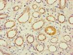 AES Antibody in Immunohistochemistry (Paraffin) (IHC (P))