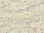 DCTN6 Antibody in Immunohistochemistry (Paraffin) (IHC (P))