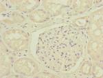 DCTN6 Antibody in Immunohistochemistry (Paraffin) (IHC (P))