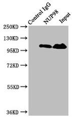 NUP98 Antibody in Immunoprecipitation (IP)