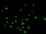 H4R3me1 Antibody in Immunocytochemistry (ICC/IF)