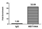 H4K5me1 Antibody in ChIP Assay (ChIP)