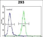 p21 Antibody in Flow Cytometry (Flow)