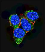 p21 Antibody in Immunocytochemistry (ICC/IF)