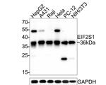 EIF2S1 Antibody in Western Blot (WB)