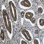 RALGPS1 Antibody in Immunohistochemistry (Paraffin) (IHC (P))