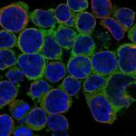 STS1 Antibody in Immunocytochemistry (ICC/IF)