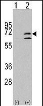 MAPK15 Antibody in Western Blot (WB)