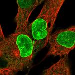 CENPF Antibody in Immunocytochemistry (ICC/IF)