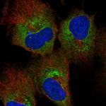 HDLBP Antibody in Immunocytochemistry (ICC/IF)