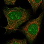 TXK Antibody in Immunocytochemistry (ICC/IF)