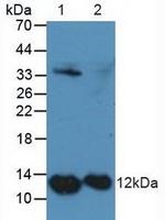 S100A4 Antibody in Western Blot (WB)