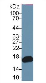 RBP2 Antibody in Western Blot (WB)