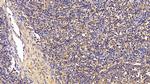 TGF beta-1 Antibody in Immunohistochemistry (Paraffin) (IHC (P))