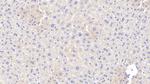 Apolipoprotein A5 Antibody in Immunohistochemistry (Paraffin) (IHC (P))