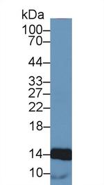 Histone H4 Antibody in Western Blot (WB)