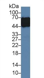 ORM1 Antibody in Western Blot (WB)