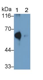 ACSM1 Antibody in Western Blot (WB)