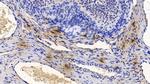 Tryptase Antibody in Immunohistochemistry (Paraffin) (IHC (P))